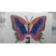MARIPOSA 2