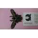 APLICACION ABEJA CRISTAL TERMOADHESIVA  80*50 MM